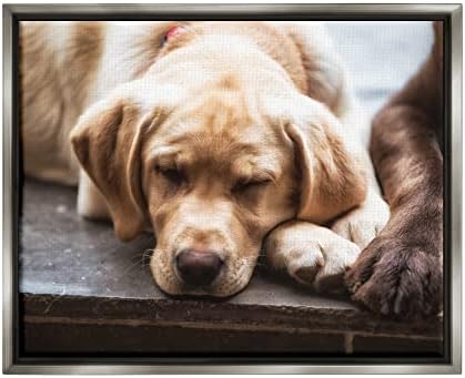 Stupell Iparágak Édes Sleeping Dogs Pihen Paws Állat Fotózás Úszó Keretes Wall Art, Design By James Dobson
